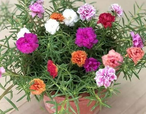 向日葵插花， 水要多，也要巧