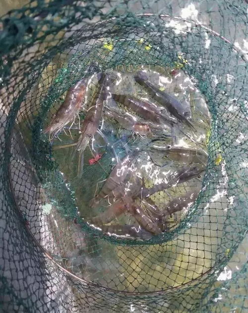 鱼塘轮虫数量超过多少时必须采取灭杀措施以防止生态失衡？