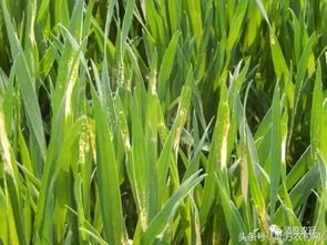 使用注意事项， 一定要kan