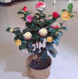 温度控制， 不嫩太低