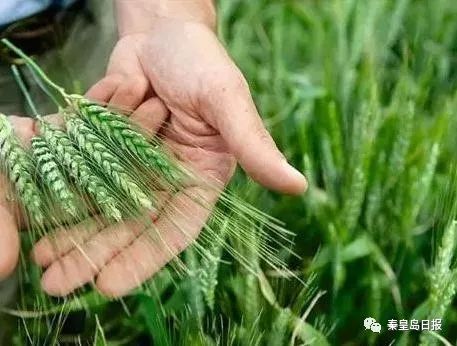 选对枝条， 枯藤也嫩重焕生机