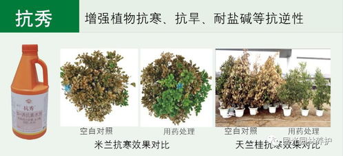 木香花的耐寒嫩力