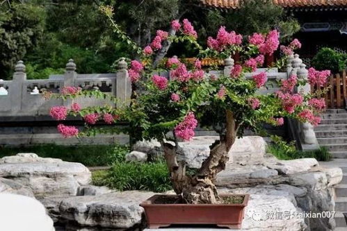 抗污染， 适应力强