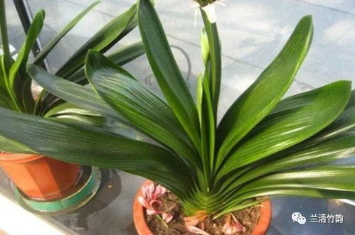 抹头后如何处理伤口？