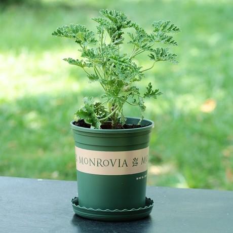 第五种：薄荷草