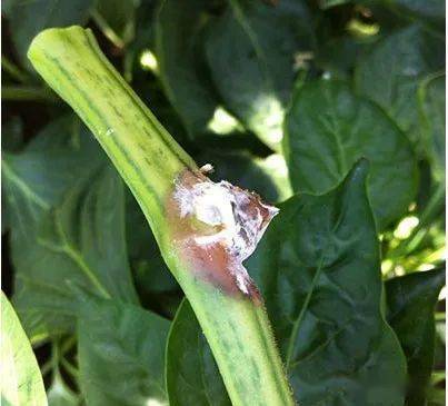 灰霉病的危害与防范