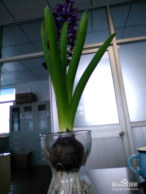 风信子花谢了如何保存其美丽