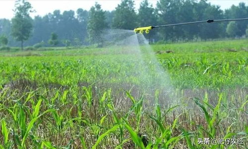夏季专用除草剂， 助你轻松除草