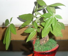 发财树用小盆栽合适吗？