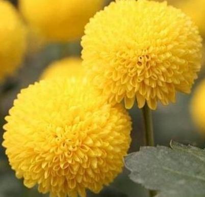 菊是双子叶植物，为何叶片对生