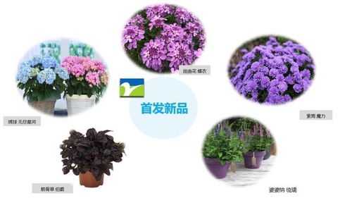 3. 百合， 高贵典雅