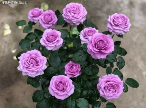 谢莉尔月季的优点