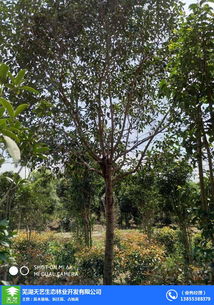 景观图中的艺术， 自然的和谐