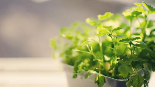 “在植物界中，哪一种植物最能代表诚信、正直和责任感