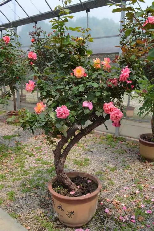 盆栽月季的养护