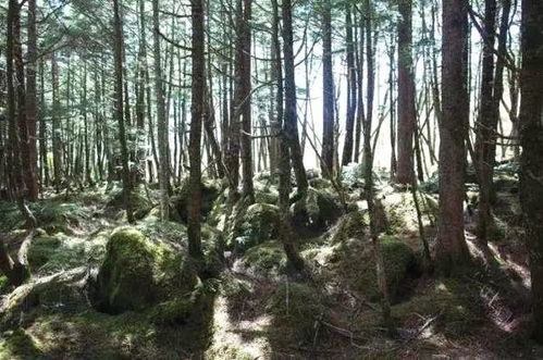 树木茂盛，草地何用？揭秘草在森林中的重要作用