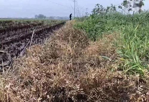 草甘膦使用温度揭秘：揭秘除草效果的秘密