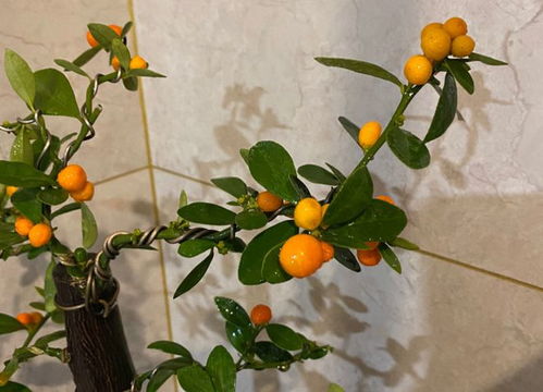 卖花的人不一定会养花