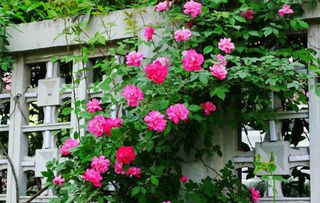 厂门口种蔷薇？这不是个好事