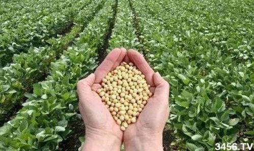 大豆既是饲料又是粮食作物，那它具体属于哪一类呢？