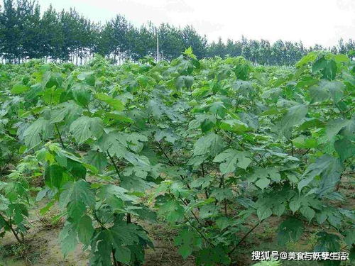 构树饲料构树种植方法中，每天喂猪多少量最合适？