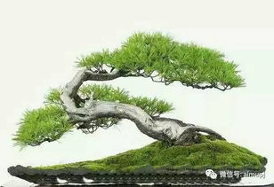 其他紫藤品种：各具特色， 各有千秋