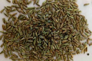 迷迭香：皮实的香草