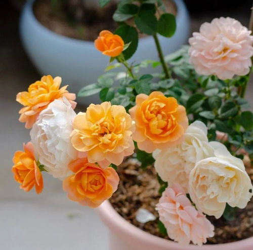 月季花养护：从零开始的种植指南