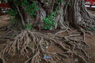 树根农药的奥秘：哪些农药Neng救命，哪些Neng致命那个？