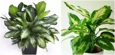 绿线叶别名揭秘，爆款花卉图鉴！