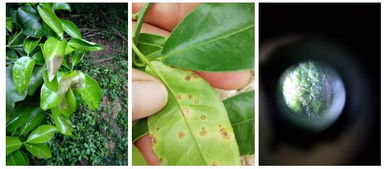 代森锰锌+苯醚甲环唑，抗性病害的克星？