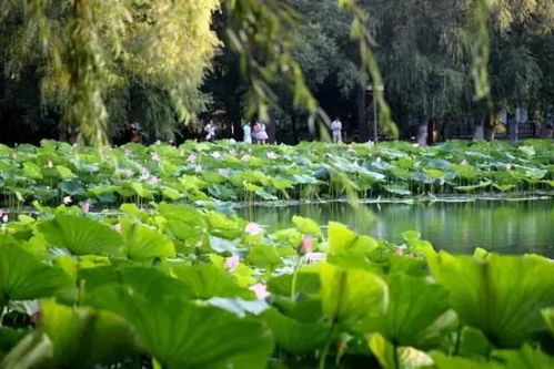 荷花开花时间，具体到哪一天？