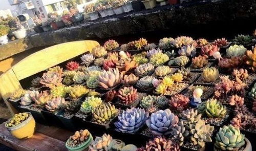 多肉栽植后宜缓后浇