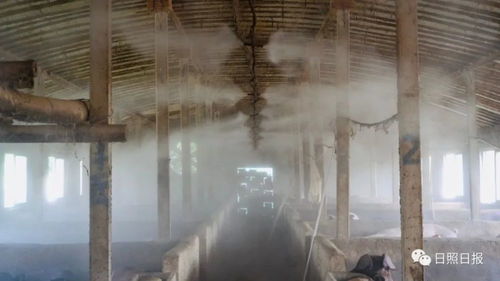 生态养猪场改造：老猪舍升级