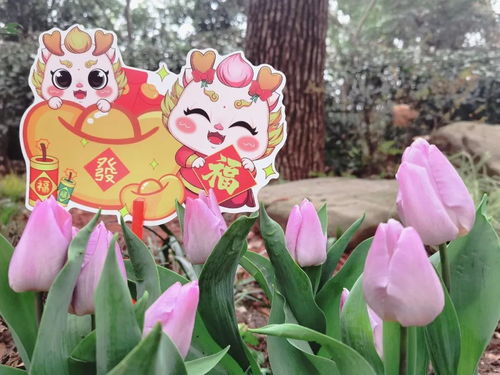 水仙：老祖宗传下来的年味担当