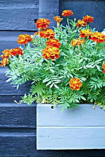 波斯菊：漂亮又耐旱