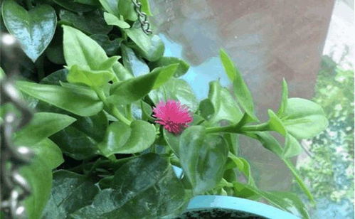 冰菜， 不只是种出来那么简单