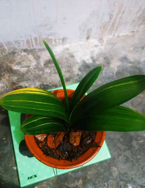 别样天空月季的品种介绍