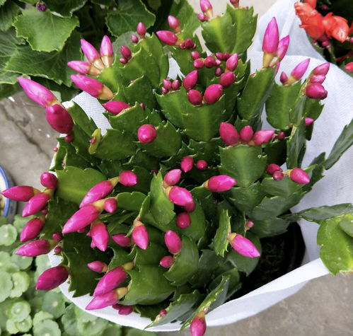 蟹爪兰夏日新叶，施肥秘籍大公开！