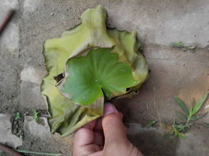 铁锈菌，潮湿爱好者