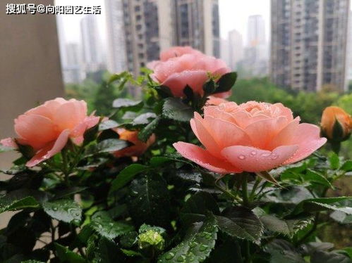 月季品种大盘点：南阳零售棒棒糖月季全解析