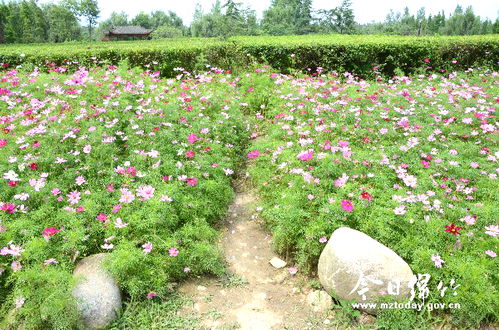 适合城市广场种植的花