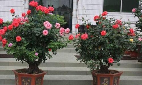 树形月季的修剪与造型：打造独特美感