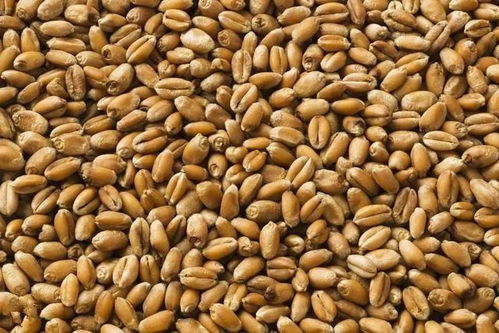 种子上的小尾巴