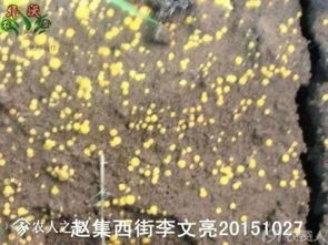 草料苷类助植物生长，皂苷类增强抗病力