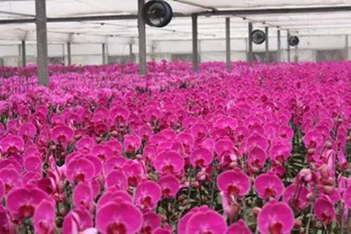 一、梅花：老北京的“京华第一枝”