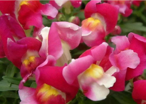 金鱼草：金鱼戏水的意境