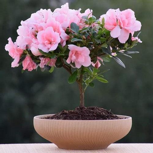 夏腊梅的温度适应