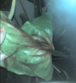 红掌叶子黄，是缺水还是病虫害