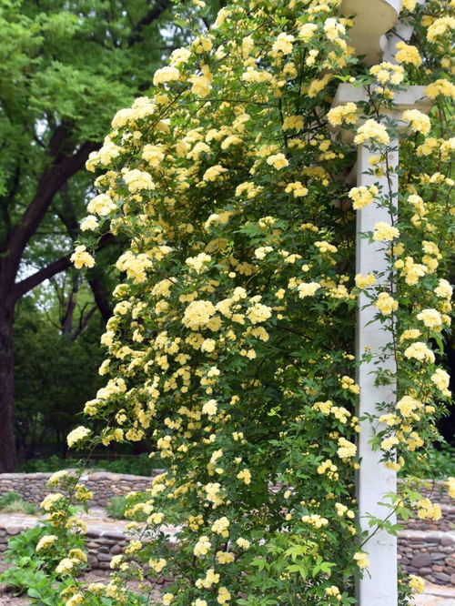 湖南庭院阳台全年开花，适合种植哪些花种？